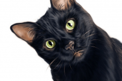black-cat__vinicius-chagas